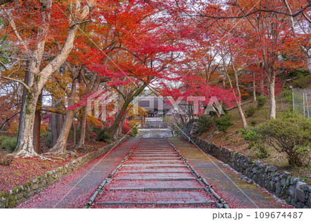 秋の京都 毘沙門堂 勅使門に続く坂道を染める敷紅葉 秋の京都 毘沙門堂 勅使門に続く坂道を染める敷紅葉 109674487