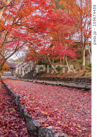 秋の京都　毘沙門堂　勅使門に続く坂道を染める敷紅葉 109674488