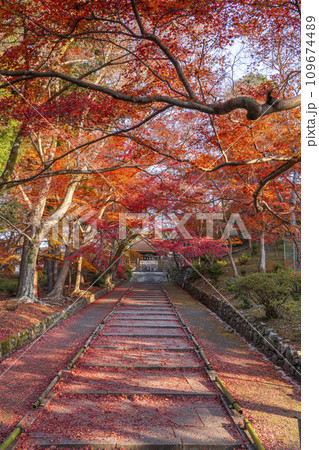 秋の京都 毘沙門堂 勅使門に続く坂道を染める敷紅葉 秋の京都 毘沙門堂 勅使門に続く坂道を染める敷紅葉 109674489