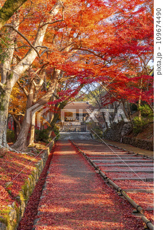 秋の京都 毘沙門堂 勅使門に続く坂道を染める敷紅葉 秋の京都 毘沙門堂 勅使門に続く坂道を染める敷紅葉 109674490