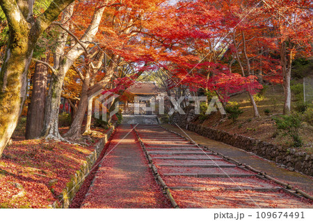 秋の京都 毘沙門堂 勅使門に続く坂道を染める敷紅葉 秋の京都 毘沙門堂 勅使門に続く坂道を染める敷紅葉 109674491