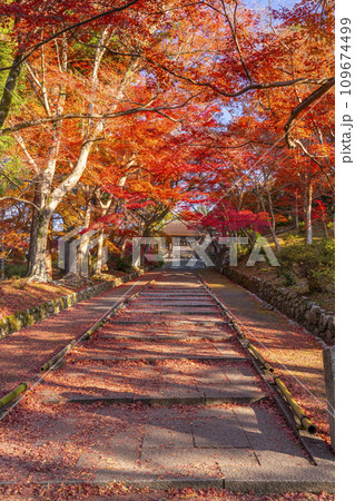 秋の京都　毘沙門堂　勅使門に続く坂道を染める敷紅葉 109674499