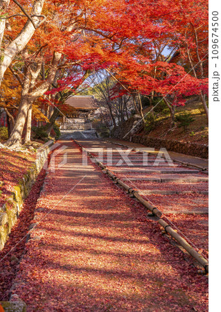 秋の京都　毘沙門堂　勅使門に続く坂道を染める敷紅葉 109674500
