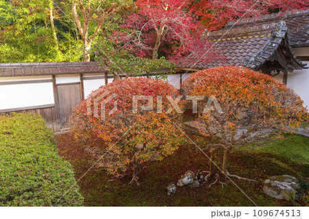 秋の京都 毘沙門堂 庭園にさりげなく置かれた狸像 秋の京都 毘沙門堂 庭園にさりげなく置かれた狸像 109674513