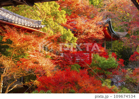 秋の京都　毘沙門堂　紅葉に包まれた高台弁財天 109674534