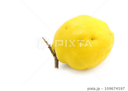 背景を白く飛ばしたカリンの実 背景を白く飛ばしたカリンの実 109674597