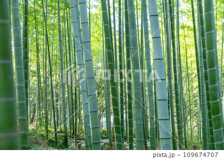 静寂に包まれた竹林の情景 109674707