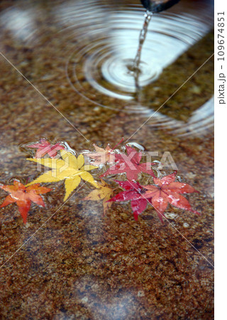 秋の今熊野観音寺 手水鉢の落葉 京都市東山区泉涌寺 秋の今熊野観音寺 手水鉢の落葉 京都市東山区泉涌寺 109674851