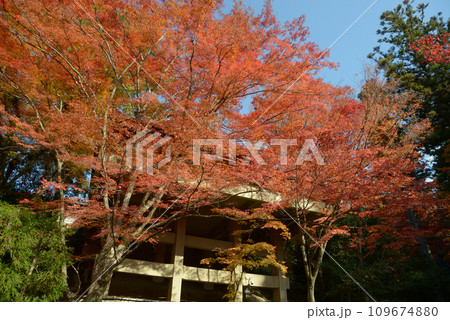 秋の今熊野観音寺 境内の紅葉 京都市東山区泉涌寺 秋の今熊野観音寺 境内の紅葉 京都市東山区泉涌寺 109674880