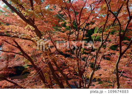 秋の今熊野観音寺 境内の紅葉 京都市東山区泉涌寺 秋の今熊野観音寺 境内の紅葉 京都市東山区泉涌寺 109674883