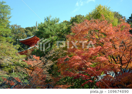 秋の今熊野観音寺 医聖堂と紅葉 京都市東山区泉涌寺 秋の今熊野観音寺 医聖堂と紅葉 京都市東山区泉涌寺 109674890