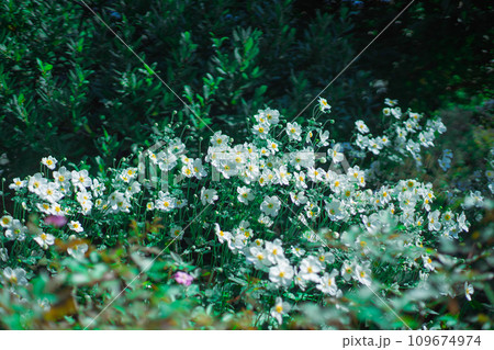 白い花の群生 109674974