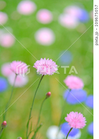 小さく色とりどり花　ヤグルマギク 109675057