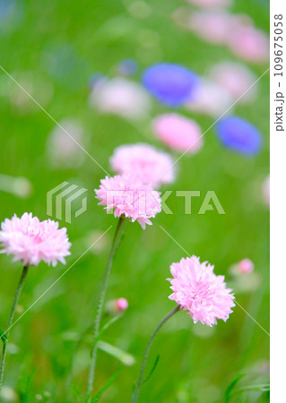 小さく色とりどり花　ヤグルマギク 109675058