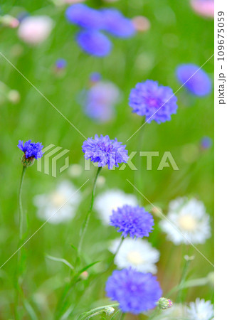小さく色とりどり花　ヤグルマギク 109675059