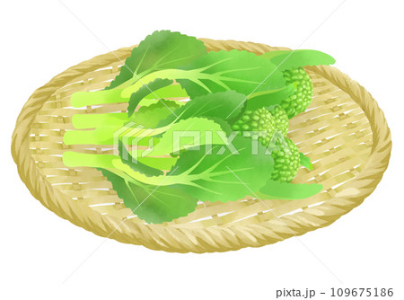 ザルにのった菜の花のイラストセット ザルにのった菜の花のイラストセット 109675186