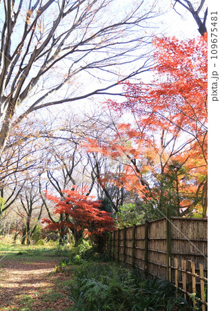 竹垣と紅葉　相模原公園 109675481