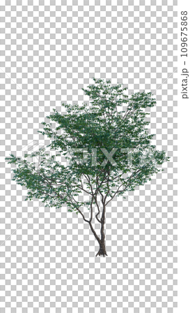 Isolated tree on a transparent background. Single tree isolated on a white background. Isolated tree on a transparent background. Single tree isolated on a white background. 109675868