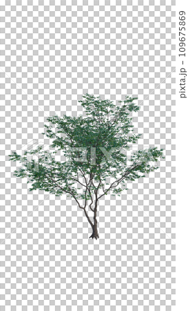 Isolated tree on a transparent background. Single tree isolated on a white background. Isolated tree on a transparent background. Single tree isolated on a white background. 109675869