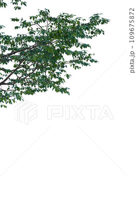 Isolated tree on a transparent background. Single tree isolated on a white background. Isolated tree on a transparent background. Single tree isolated on a white background. 109675872