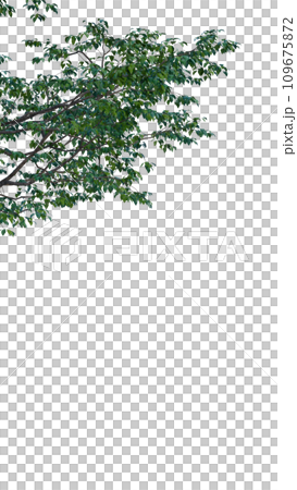 Isolated tree on a transparent background. Single tree isolated on a white background. Isolated tree on a transparent background. Single tree isolated on a white background. 109675872
