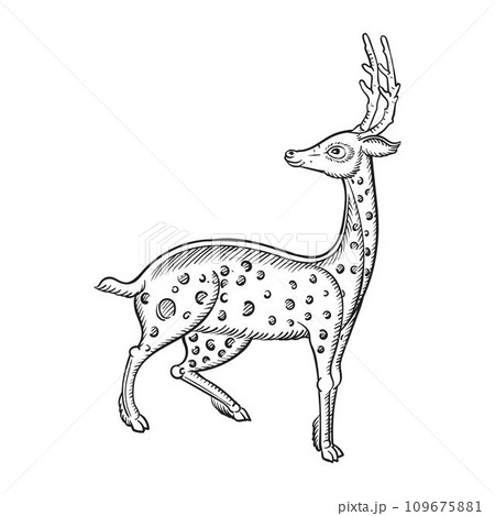 Thai style line drawing deer Thai style line drawing deer 109675881