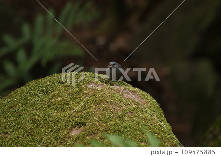 クロジのオス 109675885