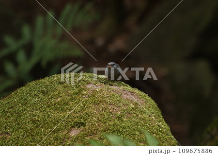 クロジのオス クロジのオス 109675886