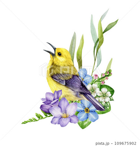 Spring garden floral decor with warbler bird. Watercolor illustration. Hand drawn warbler with freesia, green leaves element decoration. Bird with springtime garden floral decor. White background Spring garden floral decor with warbler bird. Watercolor illustration. Hand drawn warbler with freesia, green leaves element decoration. Bird with springtime garden floral decor. White background 109675902