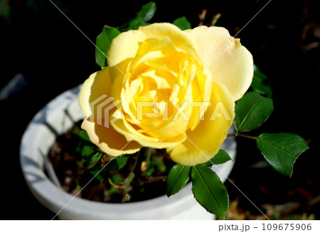 バラ　トロピカルシャーベット 109675906