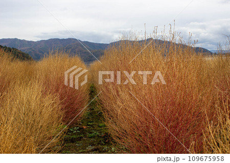 河口湖大石公園の紅葉が終わりかけのコキア 109675958