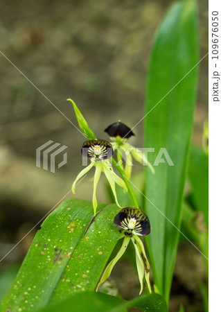 黒い可憐な花が咲くブラックオーキッド。ベリーズの国の花 109676050