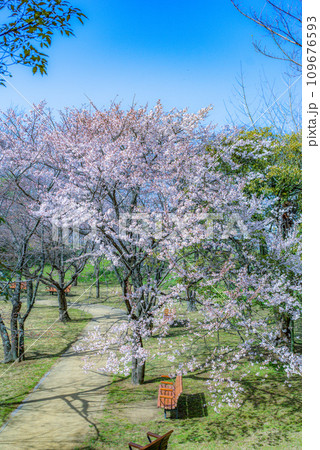 大島桜は日本固有の桜の原種で白い花びらが魅力です 109676593