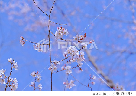 大島桜は日本固有の桜の原種で白い花びらが魅力です 109676597