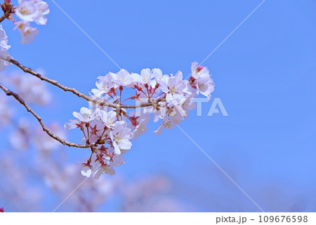 大島桜は日本固有の桜の原種で白い花びらが魅力です 109676598