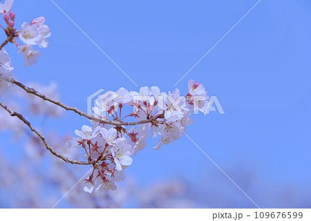 大島桜は日本固有の桜の原種で白い花びらが魅力です 大島桜は日本固有の桜の原種で白い花びらが魅力です 109676599