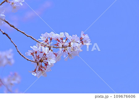 大島桜は日本固有の桜の原種で白い花びらが魅力です 109676606