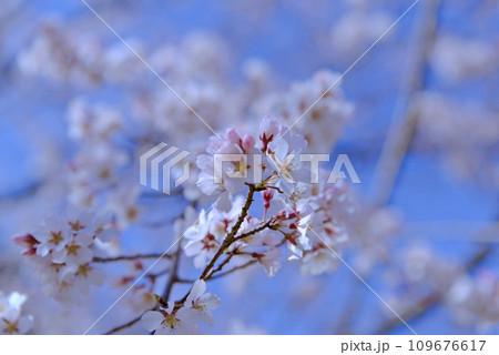 大島桜は日本固有の桜の原種で白い花びらが魅力です 109676617