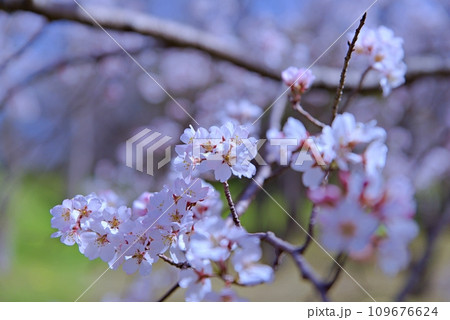 大島桜は日本固有の桜の原種で白い花びらが魅力です 109676624