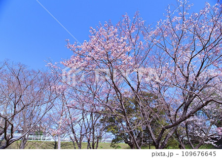 大島桜は日本固有の桜の原種で白い花びらが魅力です 大島桜は日本固有の桜の原種で白い花びらが魅力です 109676645