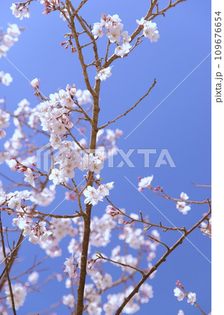 大島桜は日本固有の桜の原種で白い花びらが魅力です 109676654