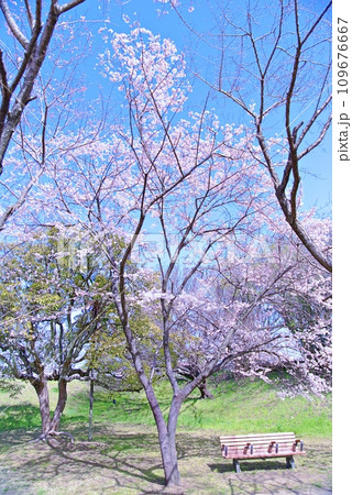 大島桜は日本固有の桜の原種で白い花びらが魅力です 大島桜は日本固有の桜の原種で白い花びらが魅力です 109676667