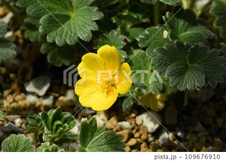 北海道の海岸の岩場や草地に生える黄色の花の綺麗なチシマキンバイ 109676910