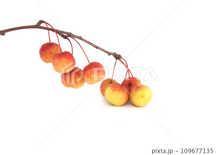 European crab apple or simply crab apple over white European crab apple or simply crab apple over white 109677135