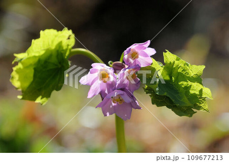 本州中部の多雪地帯に見られる二組の葉の間から伸びる花径に咲くピンク色の花の花序が綺麗なトガクシソウ 109677213
