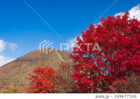 榛名山と真っ赤なモミジ 秋の榛名山 榛名山と真っ赤なモミジ 秋の榛名山 109677300