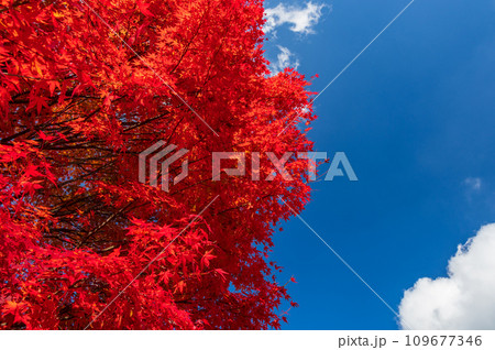 青空と真っ赤なモミジ 榛名湖畔の紅葉 青空と真っ赤なモミジ 榛名湖畔の紅葉 109677346
