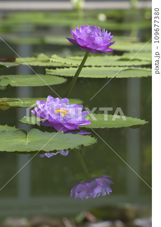 Australian waterlily or Nymphaea gigantea waterlily with reflection on water. Australian waterlily or Nymphaea gigantea waterlily with reflection on water. 109677380