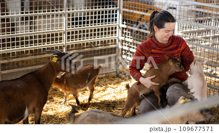 Woman breeder playing with goatlings in barn 109677571