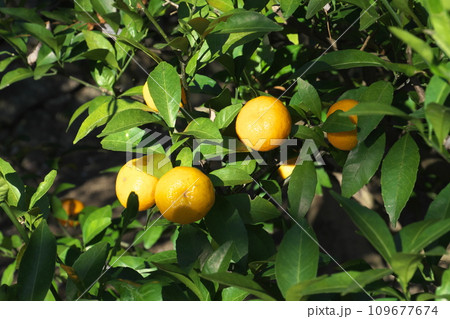 キシュウミカンの果実 キシュウミカンの果実 109677674